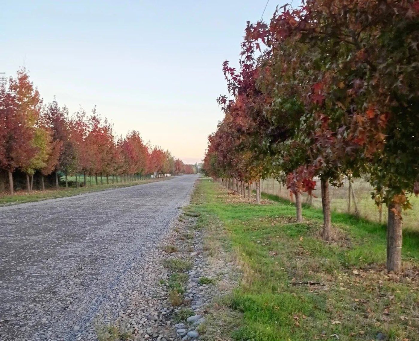 Camino rural en la Región del Maule